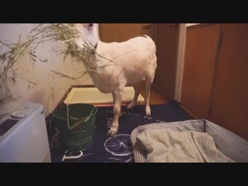 くしゃみに驚くヤギ