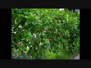 沖縄平和墓地公園(2/4)