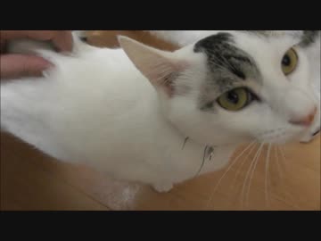 家でゴロゴロしてるだけで全然働く気がない猫