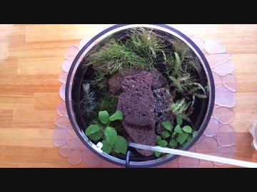 10.小型アクアリウム水槽（底面式溶岩石レイアウト）