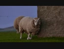 平川昇吾　大人の羊が岩にすりすり【ただのかわいい】