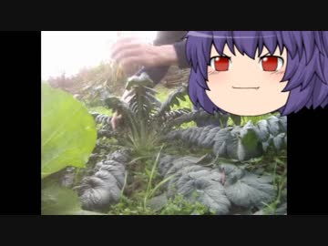 ゆっくり農民66ダイコンを育ててみませんか？#2