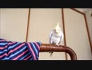 ひとりで遊ぶオカメインコ