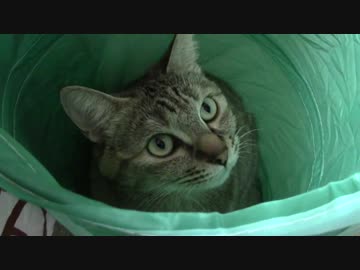 拾いねこ＠生後1909/1876日目　月音さんIN筒。