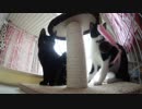 【Jean & Pont 562】保護猫の気持ち ４日目の朝をケージの内側から