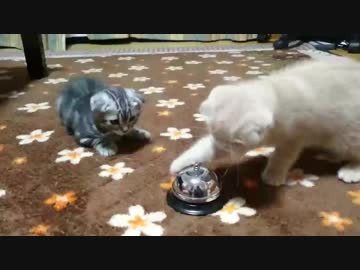 ちんちんに興味深々なこねこの兄弟