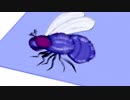 高校生がハエに青い光を当てると死亡する原因を解明！！
