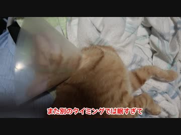 去勢・避妊手術帰宅後、どっと疲れがでておねむな子猫