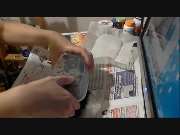 【実験】ダイソーのくぬぎ伝説と昆虫マットでカブトムシを育ててみた③