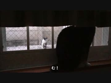 【こげつく】窓辺の来訪者