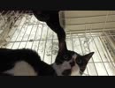 【Jean & Pont 567】 保護猫兄弟の食欲と運動能力の差を埋めたい