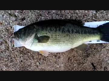 琵琶湖でバスフィッシング！66cm 5.91kg