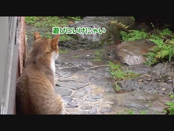 雨の日はあそびにいけなくてつまらなそうな猫様