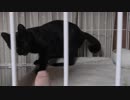 【Jean & Pont 568】 保護猫兄弟にケージの外から指を入れてみた