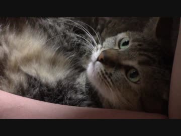 拾いねこ＠生後1911/1878日目　今日は人間2人がお疲れモード。