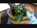 1.小型アクアリウム水槽（立ち上げ）