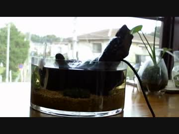 4.小型アクアリウム水槽（ウォーターフェザー再活着）