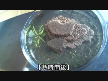 7.小型アクアリウム水槽（溶岩石レイアウト）