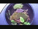 8.小型アクアリウム水槽（底床をマスターソイルへ変更）