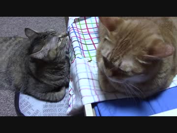 拾いねこ＠生後1912/1879日目　更にアコツキベッドが増えてしまった。