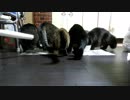 こんしゅうのおやつ【蒼民家の猫々】