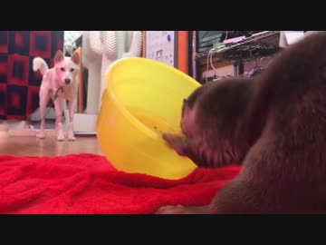 犬から隠れよう→水が入っているのにケロリンガード→(二匹)あっ！！