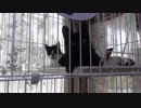 【Jean & Pont 573】 衝撃の事実！保護猫兄弟の性格は本当は逆だった