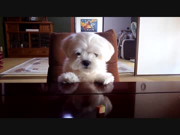 ど根性マルチーズ