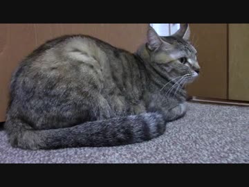 拾いねこ＠生後1913/1880日目　83日目のアコさんを眺めつつ。