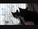 【Jean & Pont 577】 保護されて荒ぶる子猫のトラウマを推理する