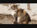 にゃんこ動画 その1