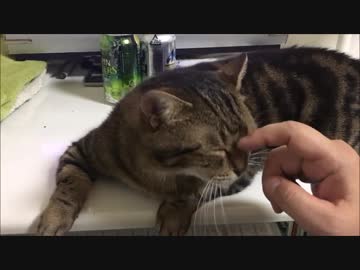 【こげつく】メリーさんの譲渡会