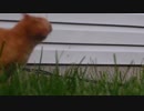 にゃんこ動画　その6