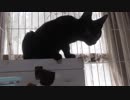 【Jean & Pont 580】 保護猫兄弟警戒心が消えたら好奇心が爆発！