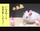 【ハム動画】ハムスターとお月見してみた！