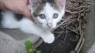 母猫がいない間に子猫をモフりまくってみた