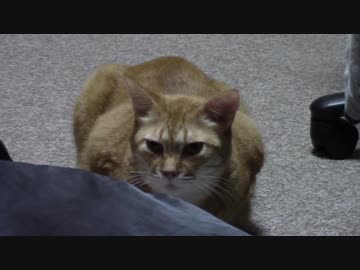 拾いねこ＠生後1915/1882日目　アコさん結構ごついですよね。