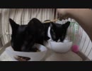【Jean & Pont 581】 保護猫兄弟の心を溶かす伝説のブラシを投入！