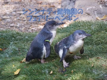 フェアリーペンギン愛を育む
