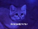スナネコが毛づくろいするだけ