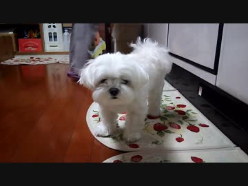 ど根性マルチーズ２ 「狙われたドッグフード 編」