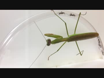 蟻戦争＃175 アリVSカマキリ～アリにしかできない戦い方～編