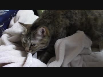 拾いねこ＠生後1916/1883日目　月音うどん店