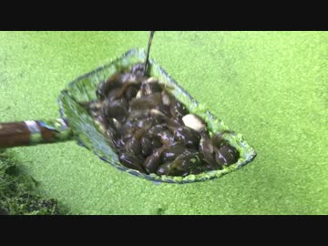 【閲覧注意】無限おたまじゃくしでペットボトルがいっぱい！