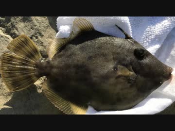 釣り動画ロマンを求めて 92釣目（盗人狩/ヌスットガリ：中編)