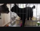 【Jean & Pont 585】保護猫兄弟と先住猫兄妹の関係性の未来は？