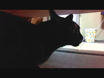 猫と泊まれる宿の夕食　高知編②