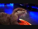 迷路のお皿でご飯を食べるカワウソちぃたん☆