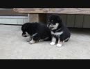 平川昇吾　黒柴子犬の動画
