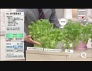 QVC福島 - 初めてでもスクスク育つ！飾れて食せる栽培セット ver.古沢